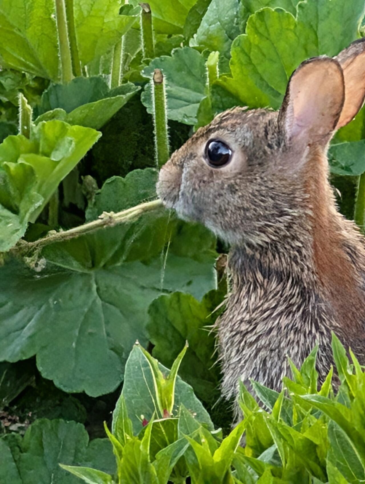 Cottontail Rabbits - Nature and Wildlife Solutions