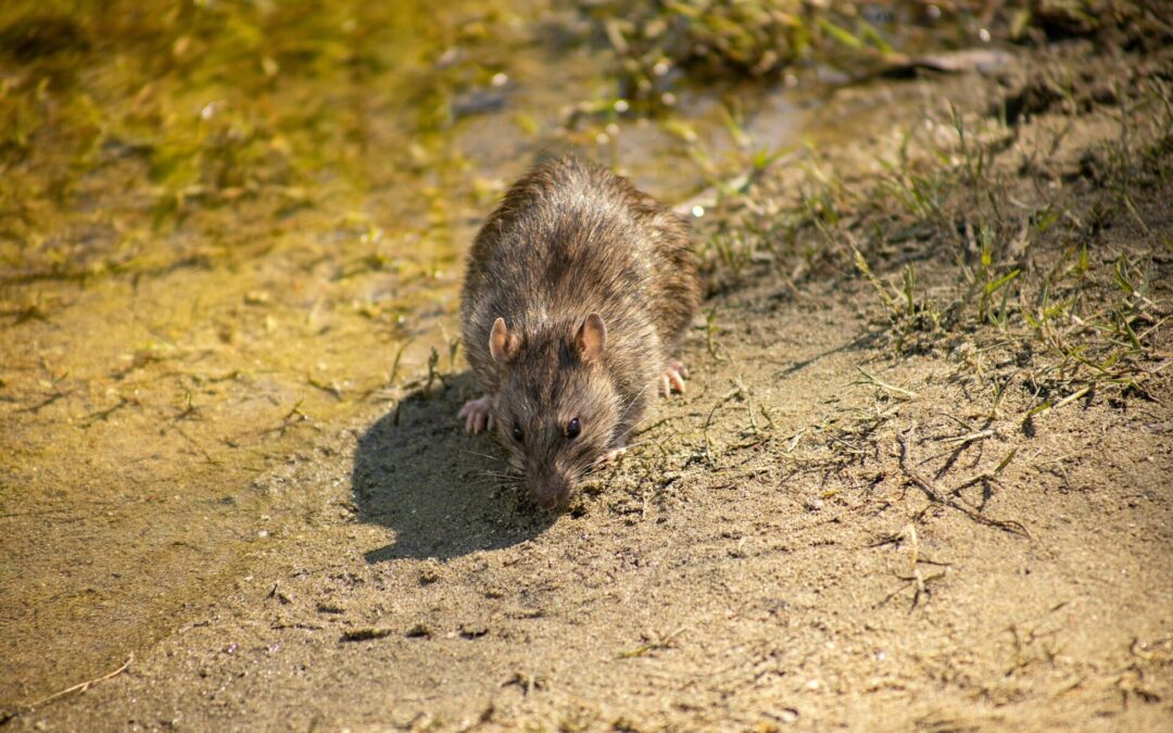 Rats vs Mice: How to Tell the Difference (Size, Behavior and Signs)