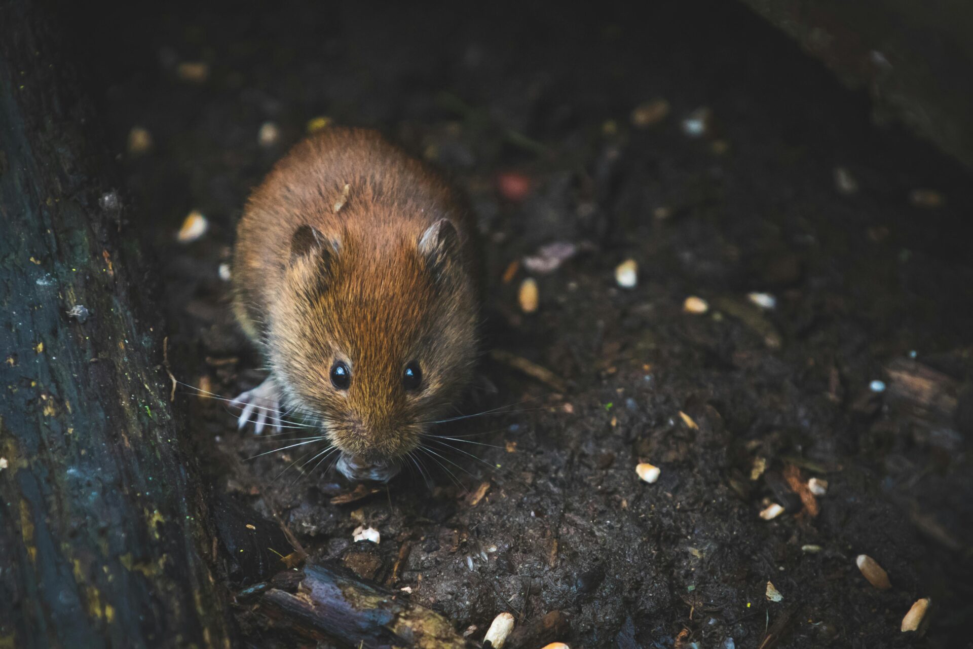 wildlife mouse wildlife mouse eating seeds