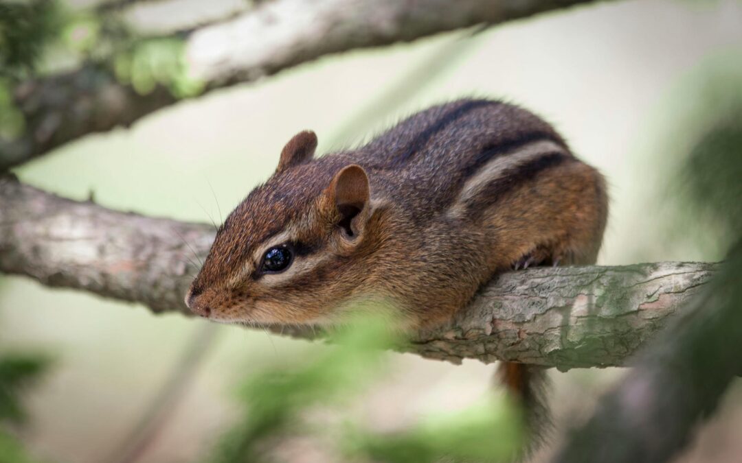 chipmunks vs squirrels