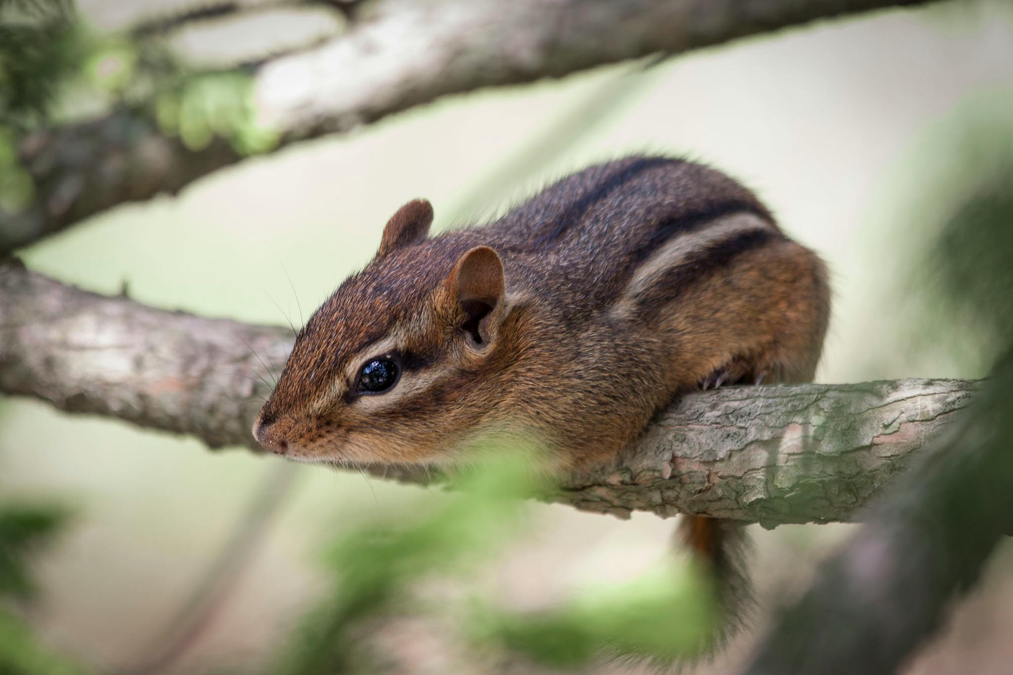chipmunks vs squirrels
