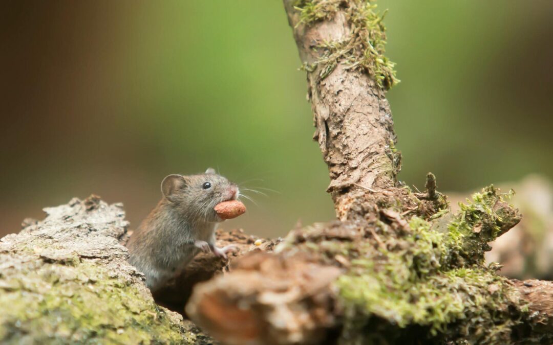 Chipmunk vs Mouse vs Rat: How to Tell the Difference