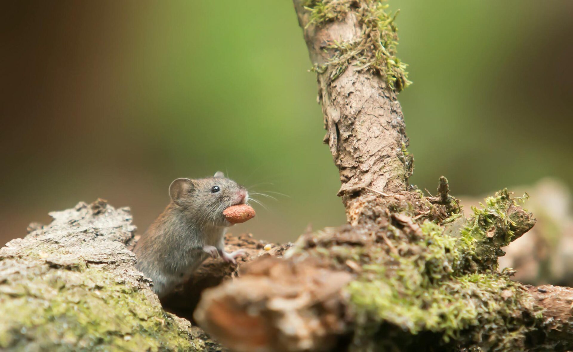mouse with food