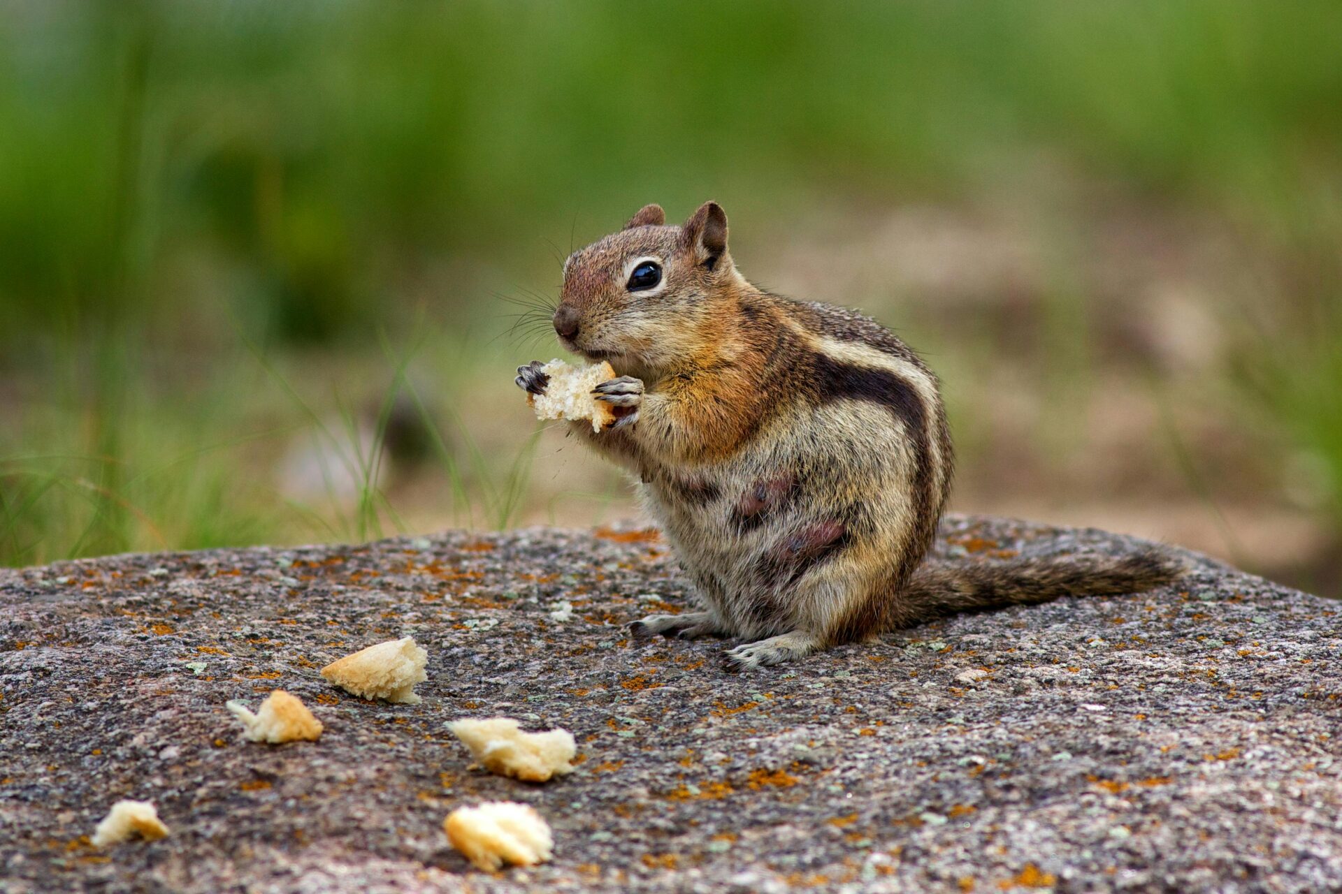 CHIPMUNK EATING WILDLIFE CHIPMUNK EATING