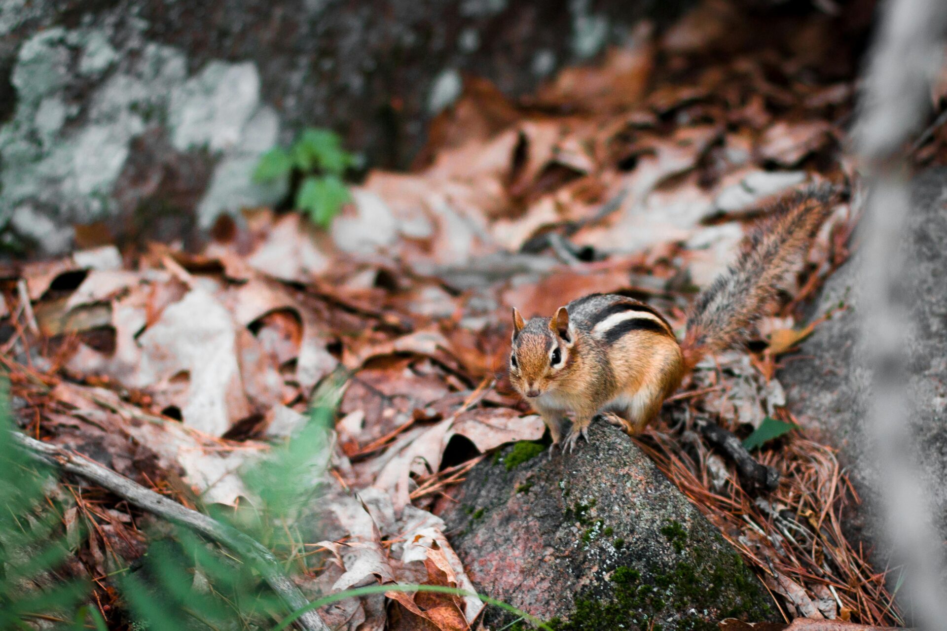 WILDLIFE CHIPMUNK WILDLIFE CHIPMUNK IN LEAVES