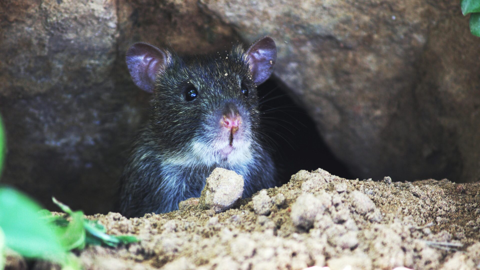 Grey wildlife mouse grey wildlife mouse in rocks