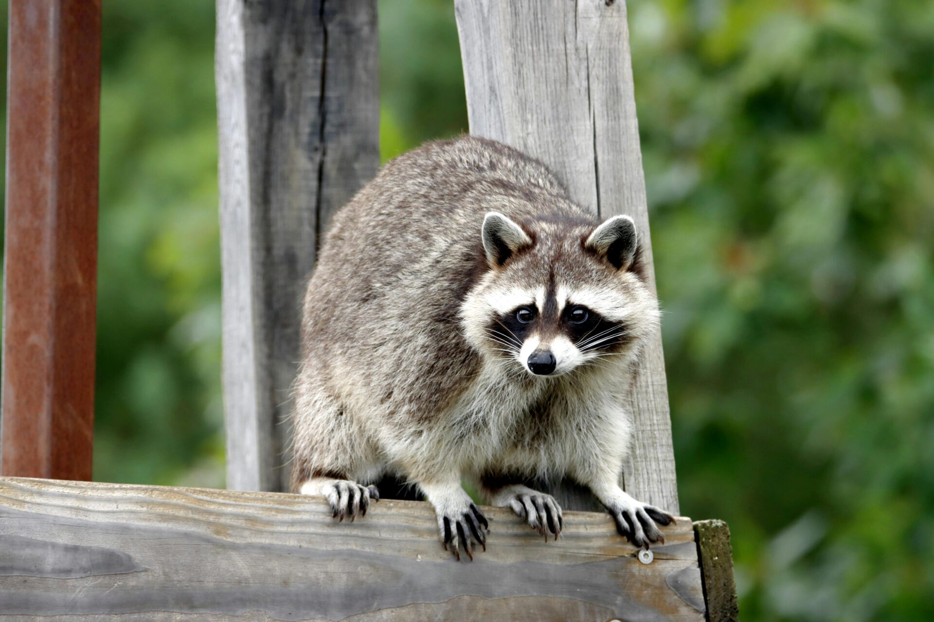 raccoon wildlife Raccoon wildlife on log