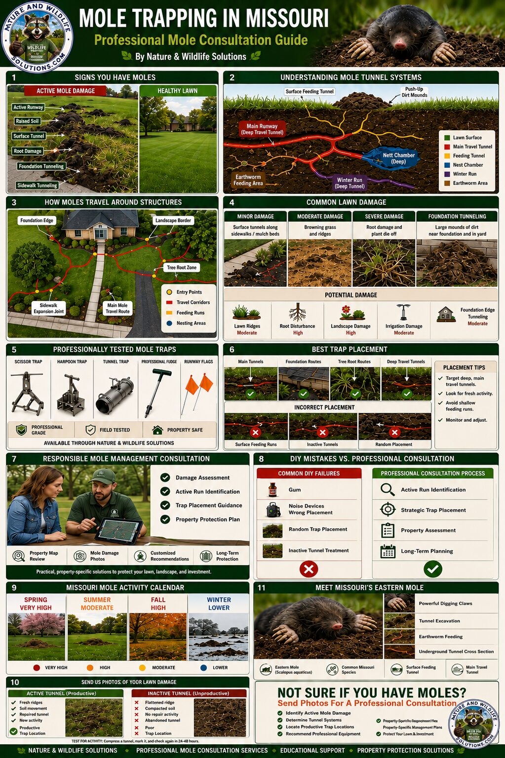 Missouri mole trapping and removal guide showing active tunnels, lawn damage, trap placement, and mole control strategies.